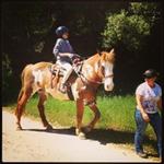 Horse 
